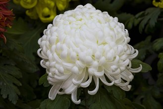 Chrysanthemum