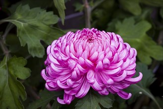 Chrysanthemum