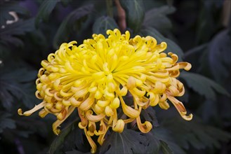 Chrysanthemum