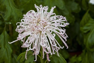 Chrysanthemum