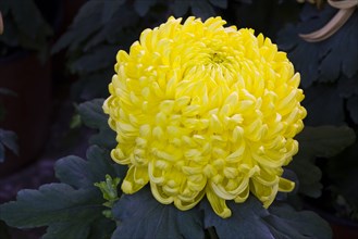 Chrysanthemum