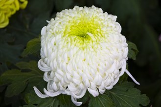 Chrysanthemum