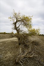 Hu Poplar, Karamay, Xinjiang