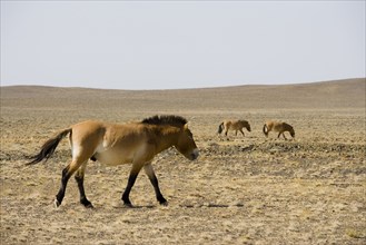 Mongolia, Xinjiang Wild Horse