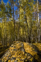 Xinjiang Province, Aletai,