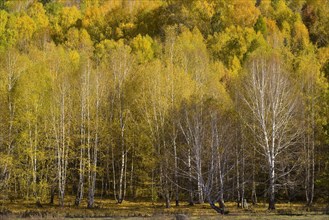 Xinjiang Province, Aletai,