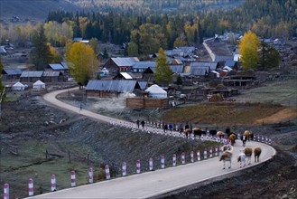 Altay Xinjiang, White Haba,