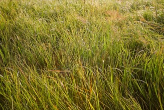 Bashang grassland in Inner Mongolia