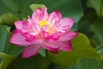 Lotus