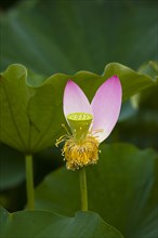 Lotus