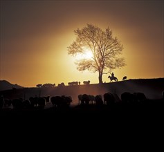 Xinjiang