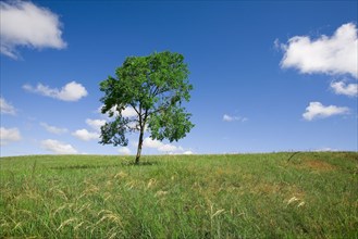 Bashang grassland in Inner Mongolia