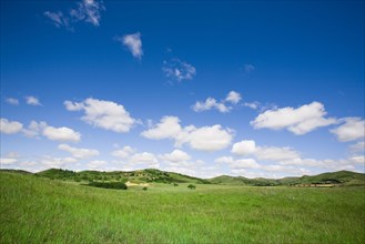 Bashang grassland in Inner Mongolia