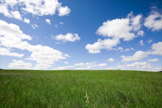 Bashang grassland in Inner Mongolia