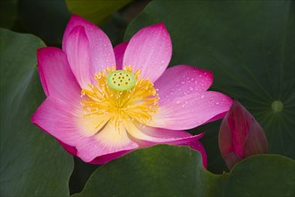 Lotus