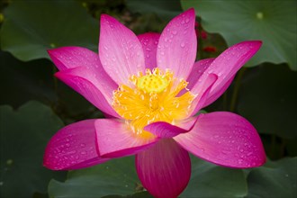 Lotus