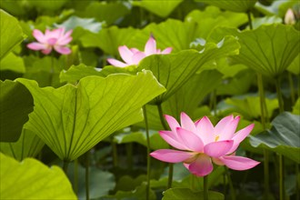 Lotus