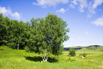 Bashang grassland in Inner Mongolia