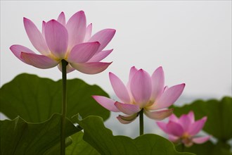 Lotus