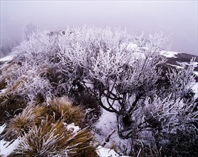 Snow Scene