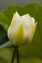 Lotus
