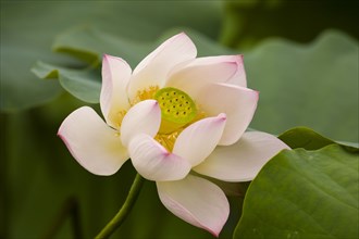 Lotus