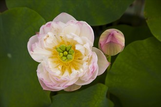 Lotus