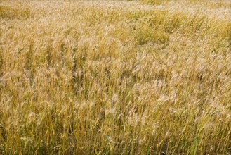 Bashang grassland in Inner Mongolia