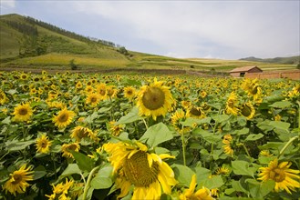 Bashang grassland in Inner Mongolia