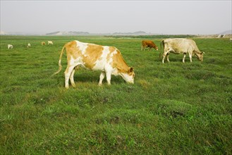Bashang grassland in Inner Mongolia