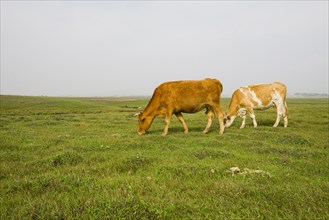 Bashang grassland in Inner Mongolia