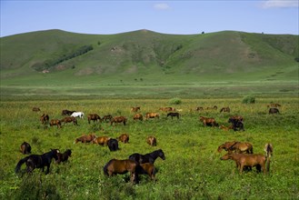 Bashang grassland in Inner Mongolia
