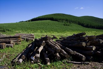 Bashang grassland in Inner Mongolia