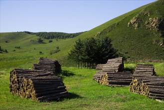 Bashang grassland in Inner Mongolia