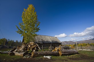 Altay Xinjiang,White Haba,