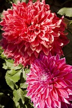 Beijing,Zhongshan Park,Chrysanthemum,