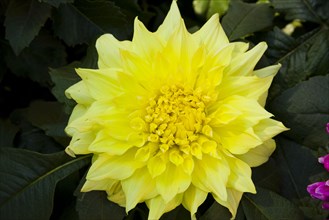 Beijing,Zhongshan Park,Chrysanthemum,