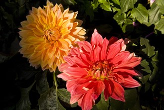 Beijing,Zhongshan Park,Chrysanthemum,