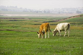Bashang grassland in Inner Mongolia