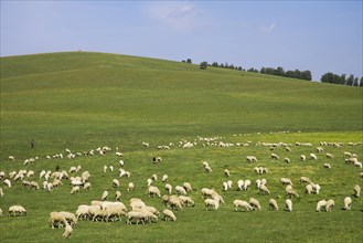 Bashang grassland in Inner Mongolia