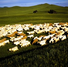 Sheep