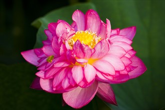 Lotus