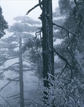 Pine Tree, Anhui