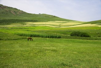 Bashang grassland in Inner Mongolia