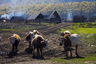 Xinjiang Province, Aletai,