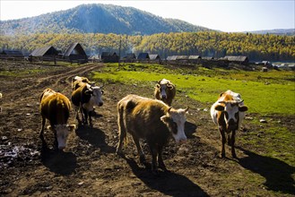 Xinjiang Province, Aletai,