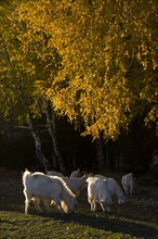 Xinjiang Province, Aletai,
