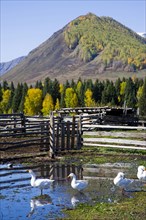 Xinjiang Province, Aletai,