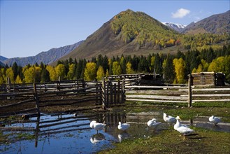 Xinjiang Province, Aletai,