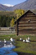 Xinjiang Province, Aletai,